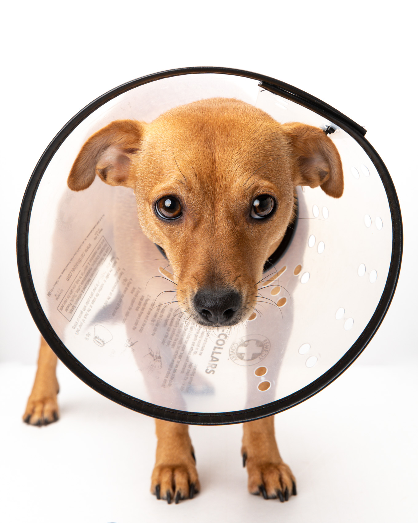 Pet Advertising Photography | Dog in Veterinary Collar by Mark Rogers