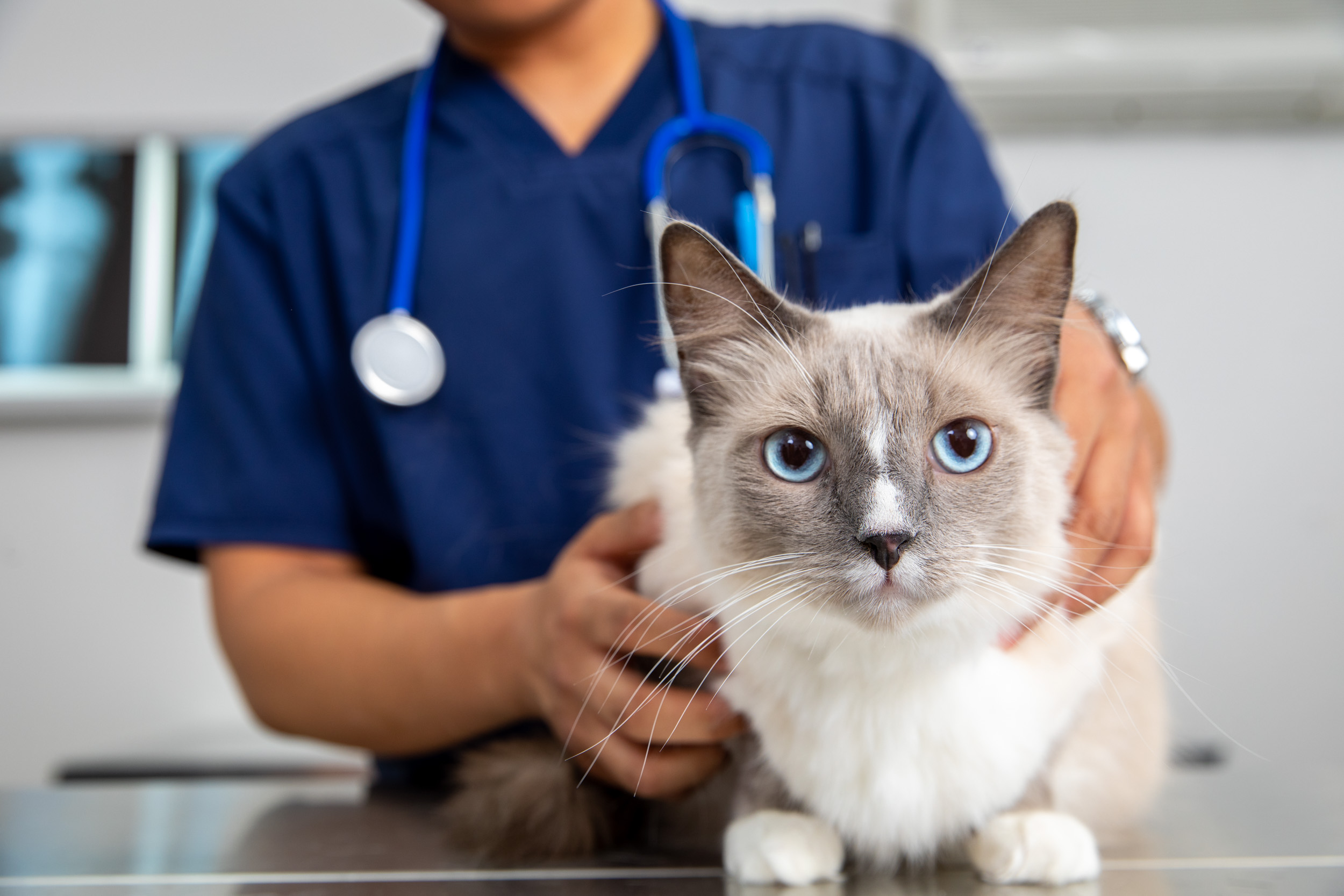 Commercial Pet Photography | Vet Tech with Cat by Mark Rogers