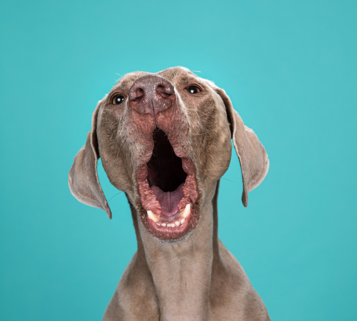 Commercial Pet Photography | Howling Weimaraner by Mark Rogers