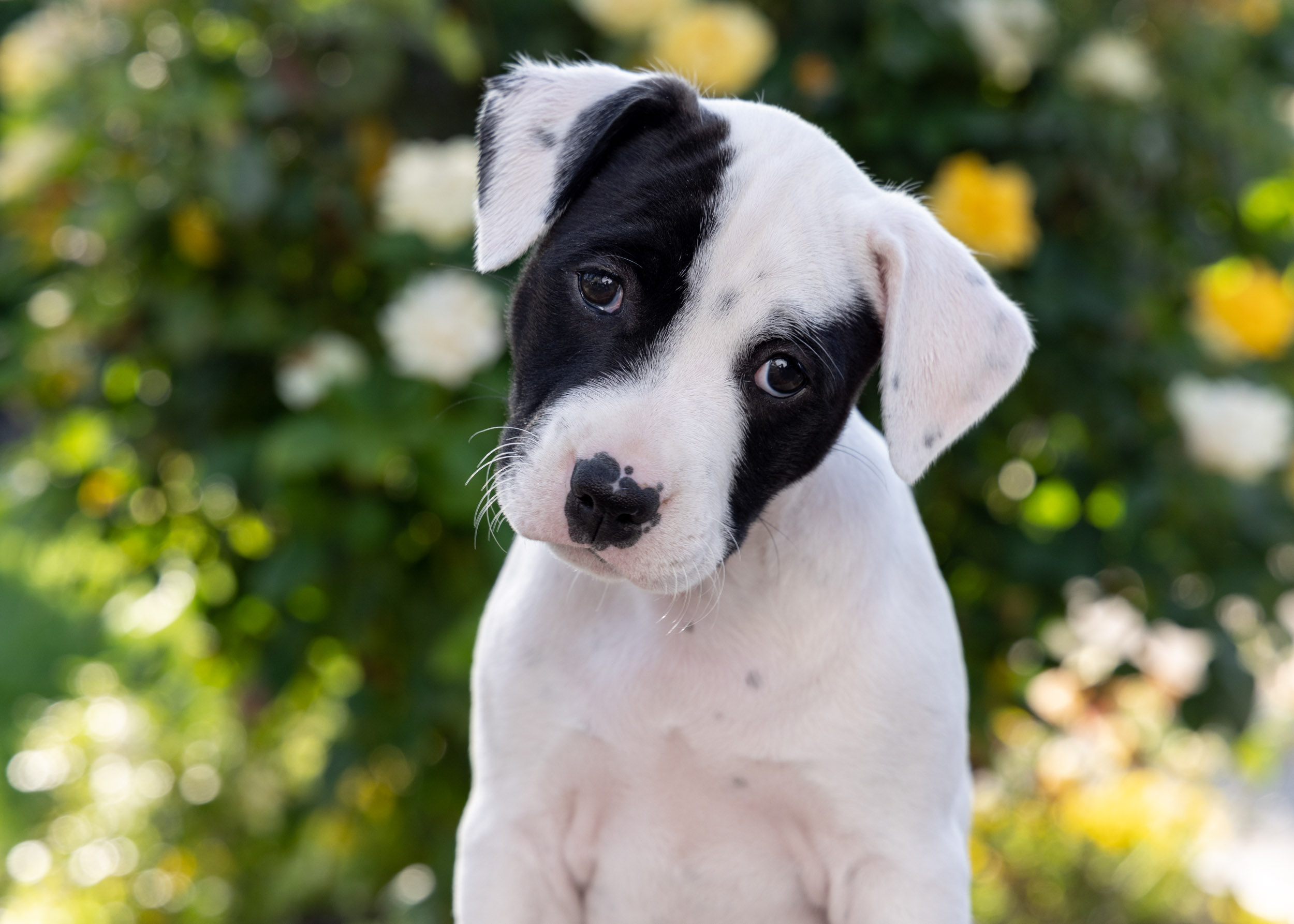Dog Photography | Puppy Against Flowers by Mark Rogers