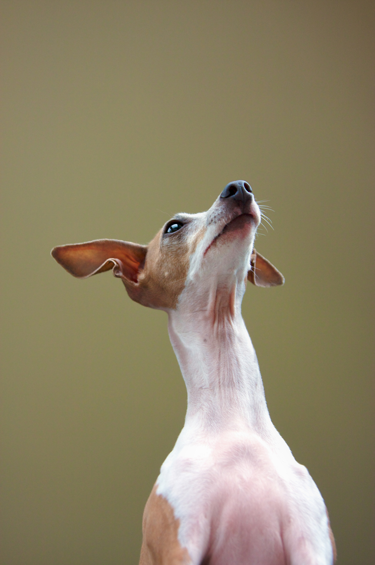 Dog Studio Photography | Italian Greyhound by Mark Rogers