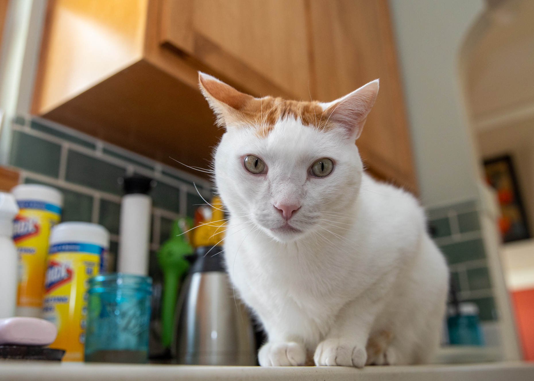 white and orange cat crouching on kitchen counter