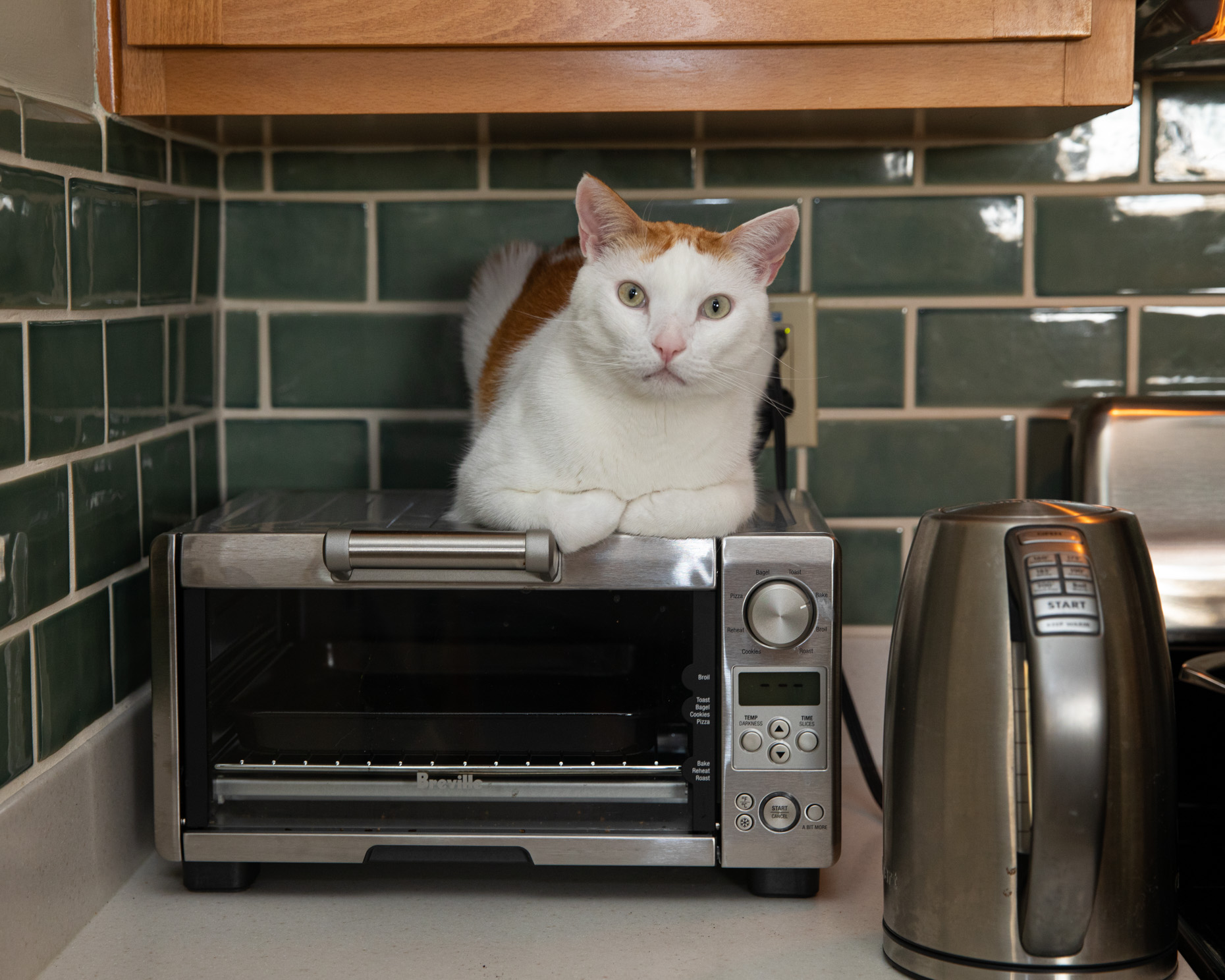 cat on top of a kitchen toaster over
