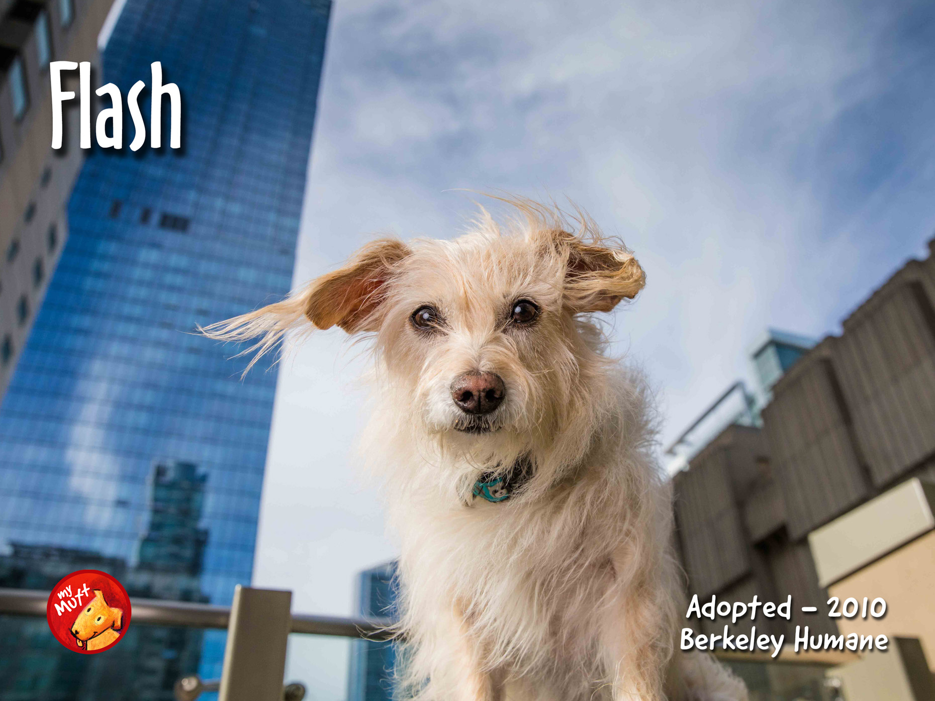 scruffy terrier with fur blowing in the wind and tall buildings behind it