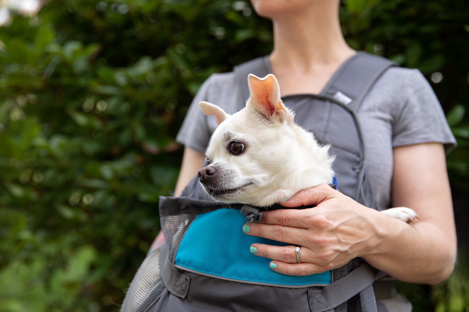 Pet and People Photography | Small Dog in Pet Carrier by Mark Rogers