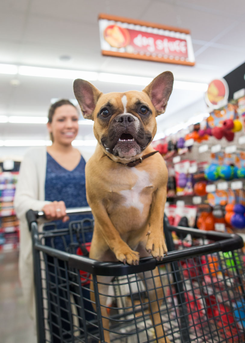 Pet Lifestyle Photography | Dog Shopping Cart by Mark Rogers