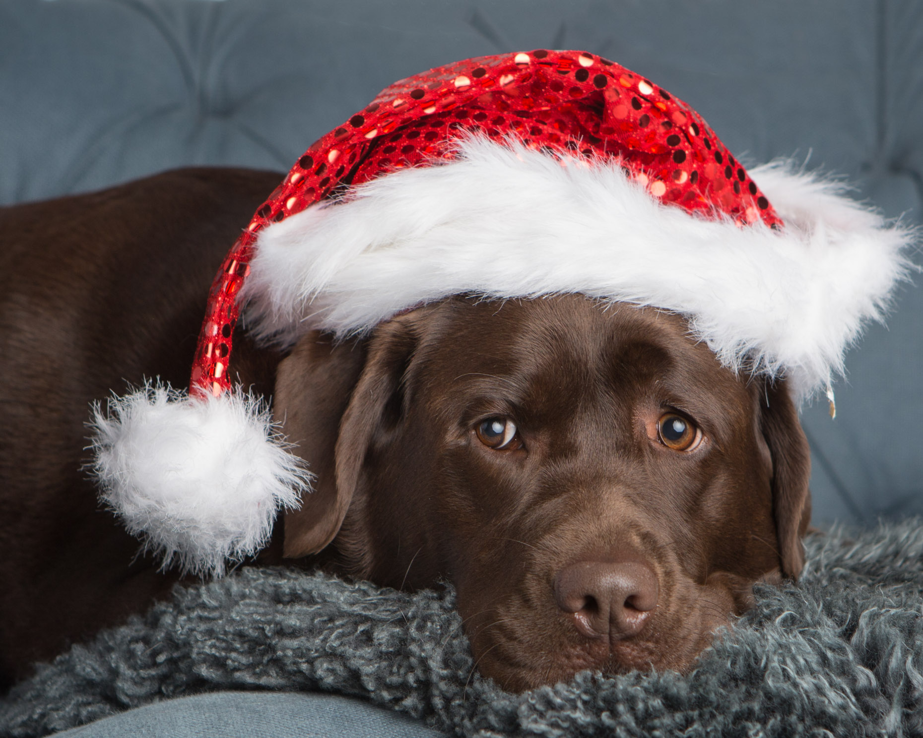 Humorous Dog Photography | Chocolate Lab with Santa Hat by Mark Rogers