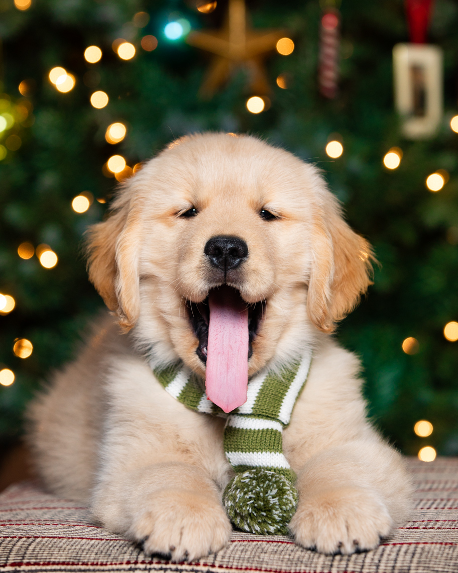 Pet Photography | Yawning Christmas Puppy by Mark Rogers