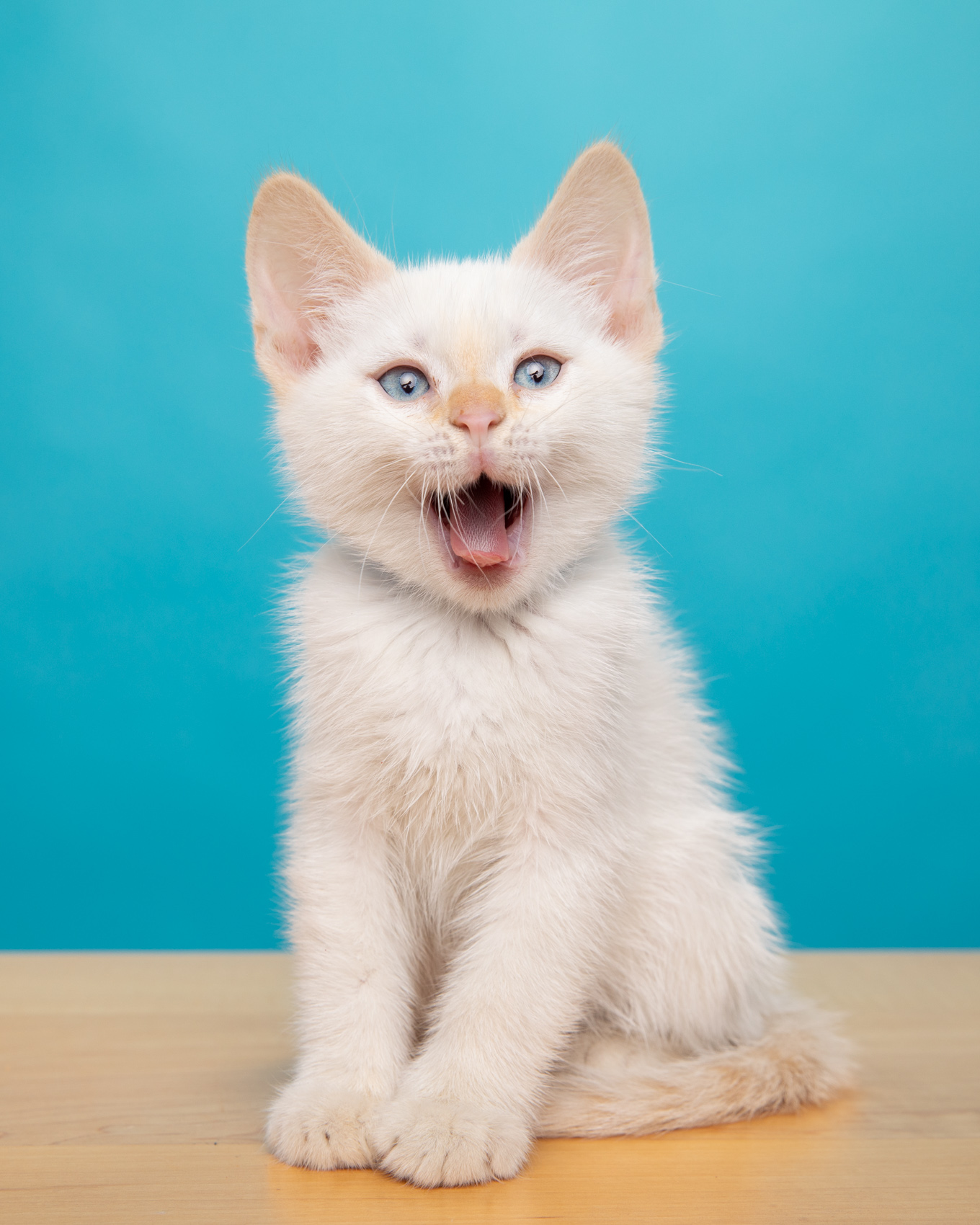 Sitting White Kitten Yawning Against Blue Studio Background