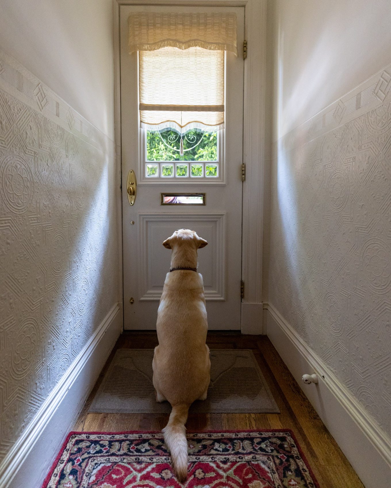 Dog Lifestyle Photography | Dog Waiting at Door by Mark Rogers