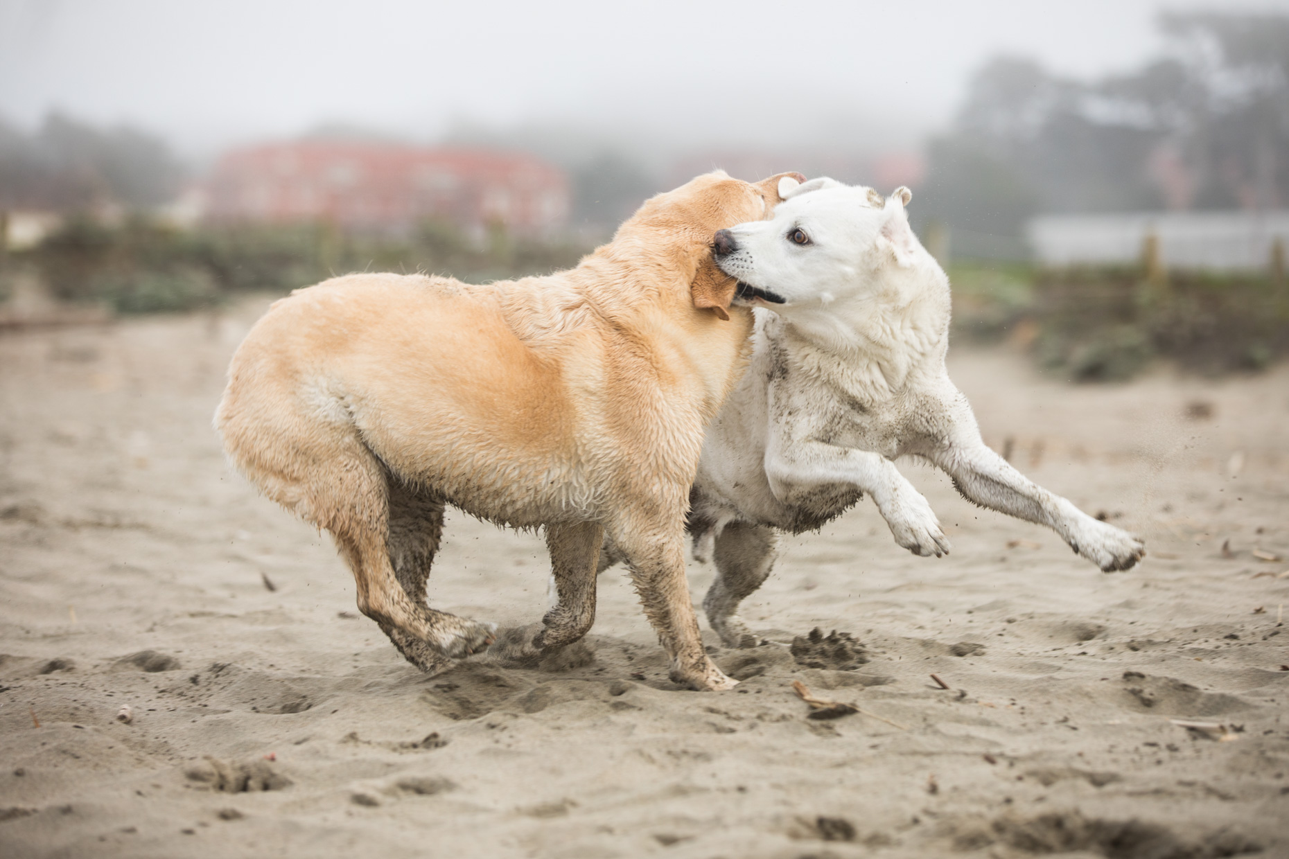 A White Dog Grabbing the Ear of a Yellow Dog While Playing on a Beach