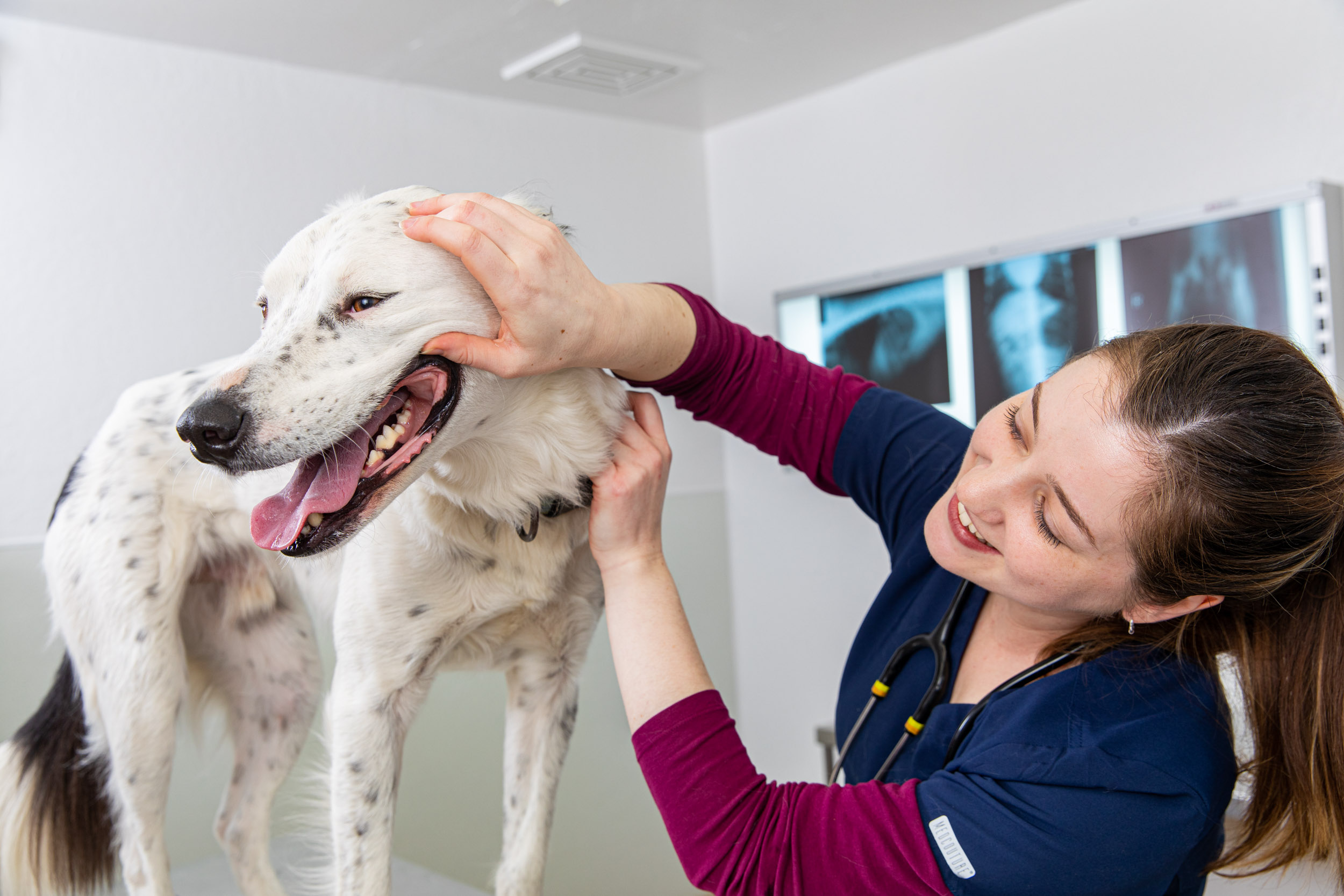 Pet Lifestyle |Vet Tech Examining Dogs Teeth 