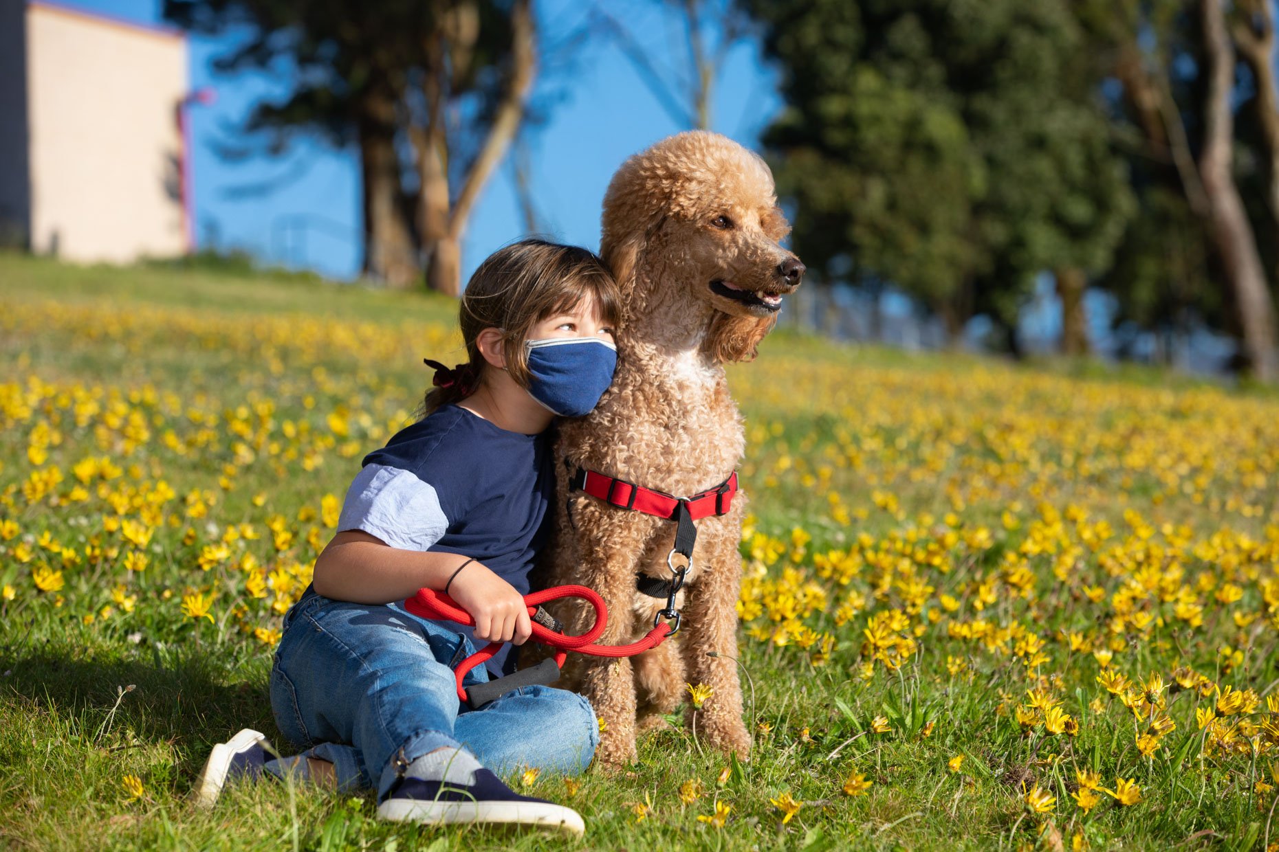 young girl wearing face mask and sitting in dandelion field next to a standard poodle