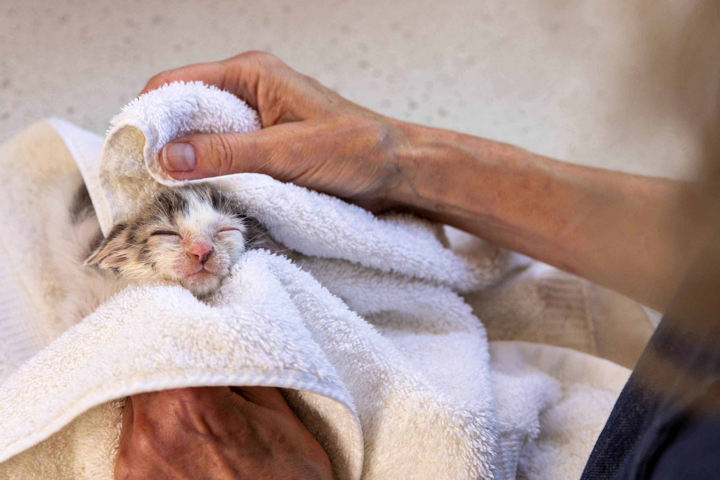 young-kitten-dried-with-a-towel-6277
