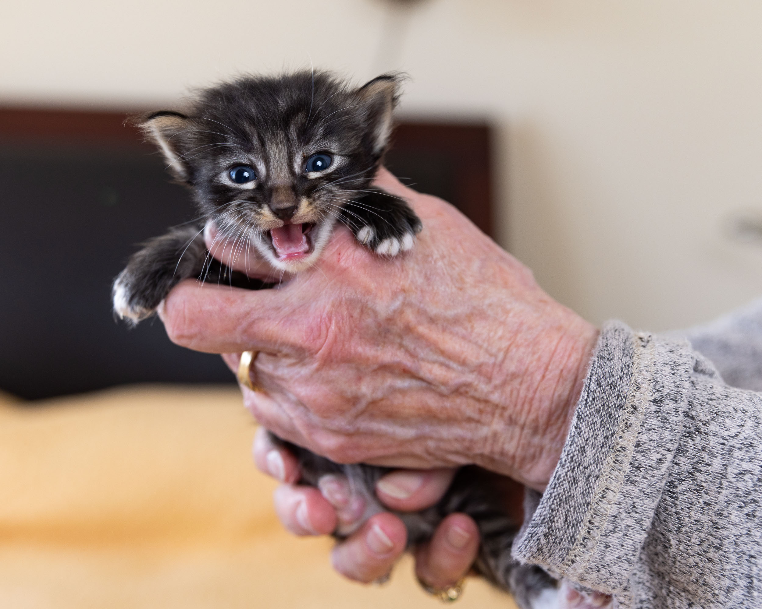 Animal Welfare Photography | Hands Holding Crying Foster Kitten 